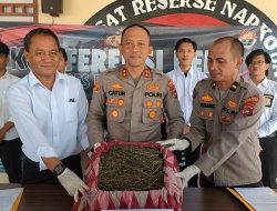 Konferensi Pers Narkotika, Polres Bangka Barat Sita 2 Kg Ganja