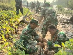 Giat Kodim 0829/Bangkalan Tanam Ribuan Bibit Mangrove Di Kecamatan Klampis Dan Kecamatan Arosbaya