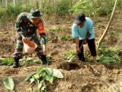 Babinsa Dampingi Petani Tembakau Desa Karanggeneng