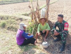 Keakraban Babinsa Dengan Petani Sambil Ngobrol Di Tengah Sawah