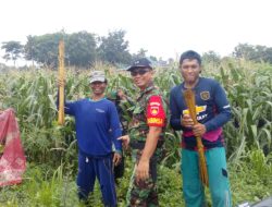 Pendampingan Babinsa Berbuah Manis Saat Bersama Petani Panen Jagung