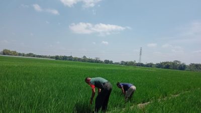 Dukung ketahanan pangan Babinsa Dampingi Petani Cek Tanaman Padi