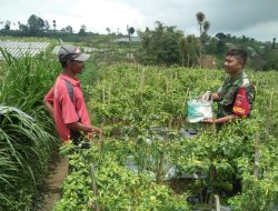 Motivasi Petani Binaan, Babinsa Selo Bantu Panen Cabe