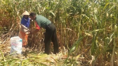 Jaga Ketahanan Pangan, Babinsa Bantu Panen Jagung