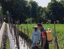 Serda Suratno Bantu Petani Tingkatkan Kualitas Tanaman Melon