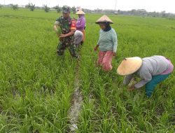 Terjun Langsung ke Sawah, Babinsa Bantu Petani Penyiangan Rumput