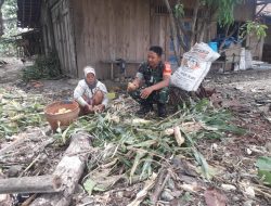 Dukung Swasembada Pangan, Babinsa Koramil Kemusu Bantu Petani Proses Panen Jagung