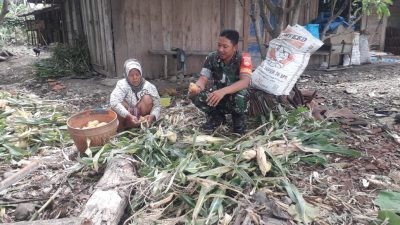 Dukung Swasembada Pangan, Babinsa Koramil Kemusu Bantu Petani Proses Panen Jagung