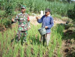 Babinsa Klego Dampingi Petani Lakukan Pemupukan