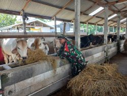 Peternak Sapi Jadi Sasaran Komsosnya Babinsa Andong