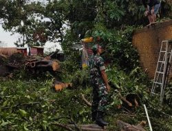 Gerak Cepat, Babinsa Bantu Evakuasi Pohon Tumbang