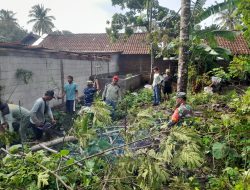 Babinsa Koramil Ampel Bersama Warga Evakuasi Pohon Tumbang dan Perbaiki Rumah warga