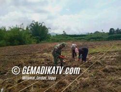 Babinsa Koramil 02/Sidikalang Berjibaku Tingkatkan Produksi Jagung Bersama Petani