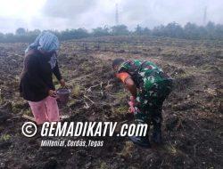 Babinsa Koramil 02/Sidikalang Lakukan Pendampingan Teknis Penanaman Jagung dalam Upaya Mewujudkan Ketahanan Pangan di Desa Lae Sossang