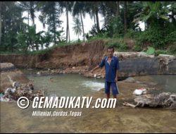 Ratusan Hektar Sawah Di Kecamatan Waylima Terancam Gagal Panen