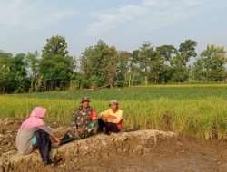 Babinsa Terjun Ke Sawah Beri Motivasi Petani