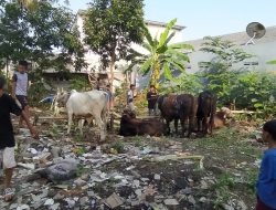 Panitia penyelenggara hewan kurban di Masjid Baitul Rahman melimpah