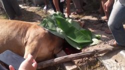 Pengurus Mesjid Al Hidayah Desa Sukajaya OKU Selatan Distribusikan 400 Bungkus Daging Kurban pada Idul Adha