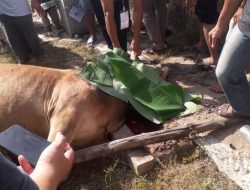 Pengurus Mesjid Al Hidayah Desa Sukajaya OKU Selatan Distribusikan 400 Bungkus Daging Kurban pada Idul Adha