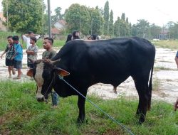 Usai Ibadah Sholat Idul Adha Masjid Baitul Mabrur Desa Mukti Jaya Lakukan Pemotongan 1 Ekor Sapi Dan 21 Ekor Kambing Kurban