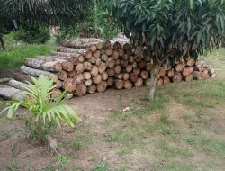 Di Duga Ilegal Lapak Kayu Karet Di Desa Sinar Laga Meresahkan Masyarakat