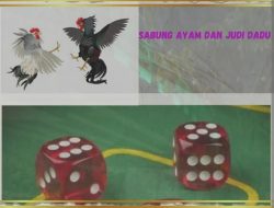 Las Vegas Kalangan Judi Sabung Ayam Di Wilayah Hukum Polres Kediri Kembali Marak !!! APH Gimana Kinerjanya