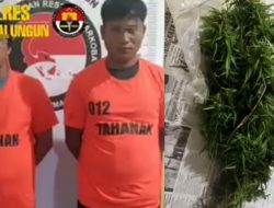 Polres Simalungun Tangkap Pengedar Ganja Di Ladang Jeruk, 6.5 Ons Ganja Disita